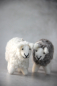 Preview: Kindermobile Schaf aus Filz En Gry & Sif
